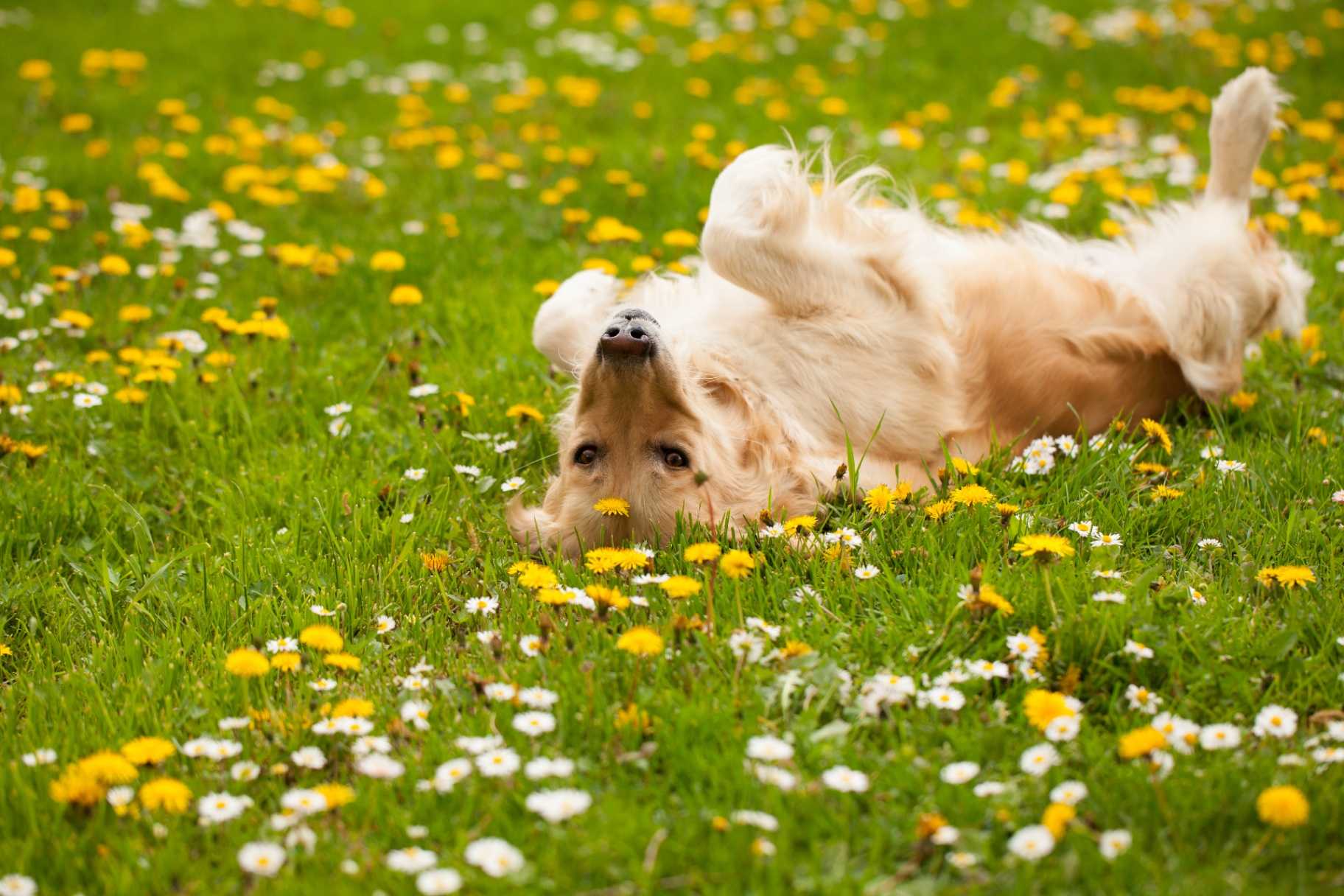 Golden retriever in flowers